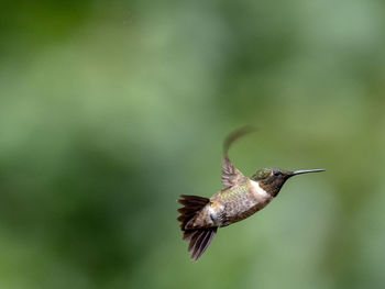 Close-up of hummingbird flying