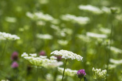 Close-up of flowers blooming outdoors