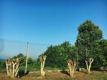 Trees on field against clear blue sky