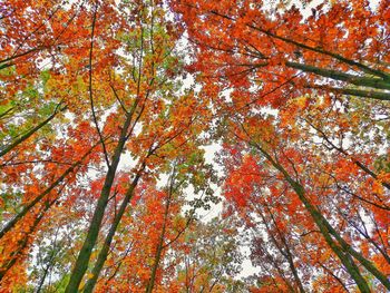 Low angle view of autumnal trees