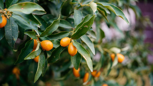 Close-up of orange fruits on tree