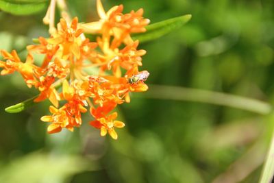 Close-up of flowers