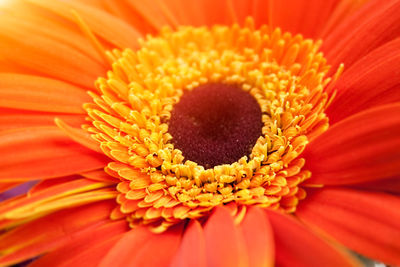 Close-up of orange gerbera daisy