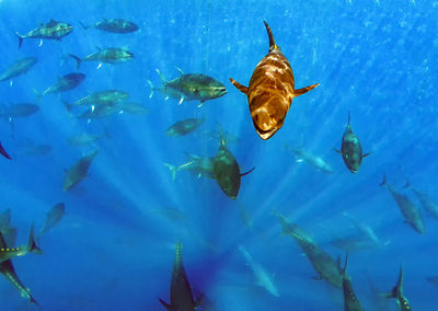 Atlantic bluefin tuna 