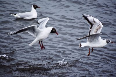 Seagulls flying