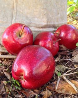 Close-up of tomatoes