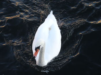 High angle view of swan swimming in lake