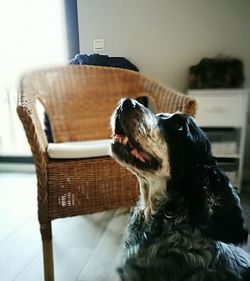 Close-up of dog yawning at home