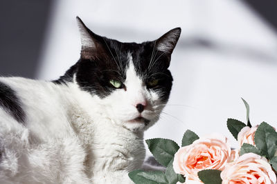 Arrogant funny black and white cat with pink flowers for celebtation design.happy valentines day. 