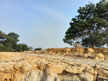 Trees on field against clear sky