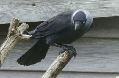 Close-up of wooden plank