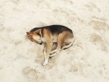 High angle view of dog on sand at beach