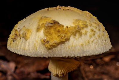 Close-up of mushrooms growing on field