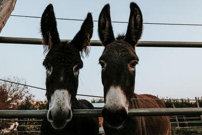 Close-up of horse in pen against clear sky