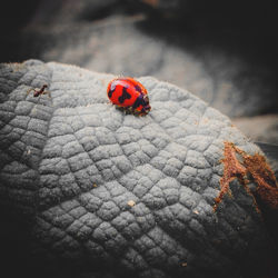 High angle view of ladybug on leaf