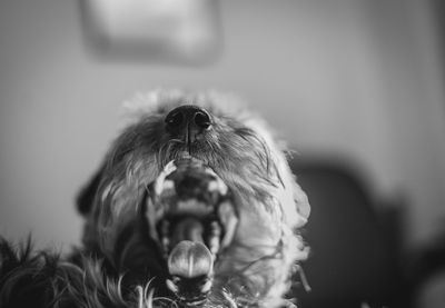 Close-up of shorkie dog yawning at home