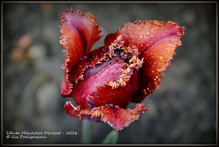 close-up, transfer print, focus on foreground, red, freshness, auto post production filter, flower, nature, drop, wet, beauty in nature, water, fragility, growth, outdoors, plant, no people, day, selective focus, petal