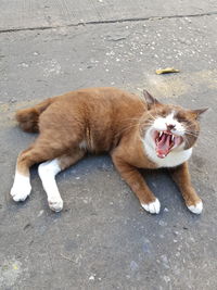 High angle view of a cat on street