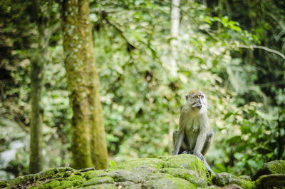 Monkey sitting by plants in forest