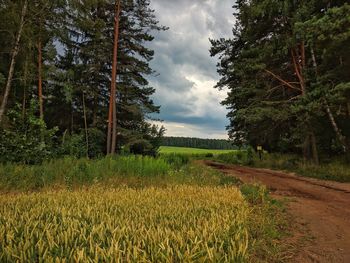 Scenic view of trees growing on field against sky