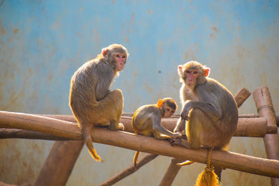 Monkey sitting on railing