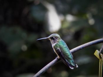 Close-up of bird perching on a plant