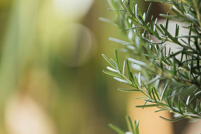 Close-up of green plant