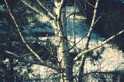 Bare trees in forest during winter