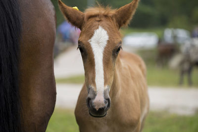 Portrait of a horse in the field