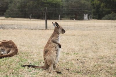 Kangaroo standing in a field