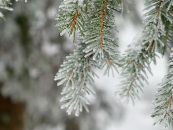 Close-up of pine tree during winter