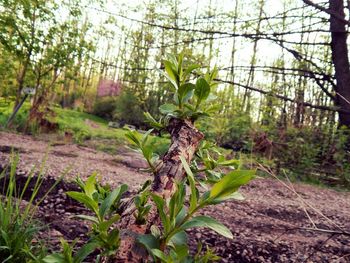 Plants growing on tree trunk