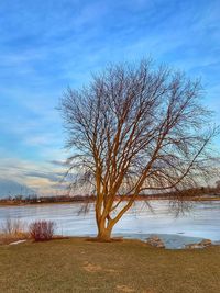 Bare tree by lake against sky