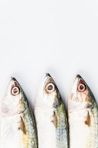 Close-up of fish on white background