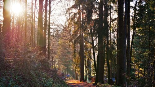 Sunlight streaming through trees in forest