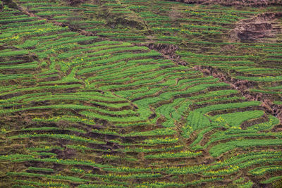 High angle view of rice field