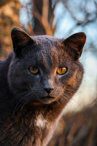 Close-up portrait of a cat