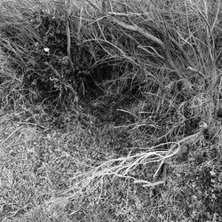 Full frame shot of grass in field