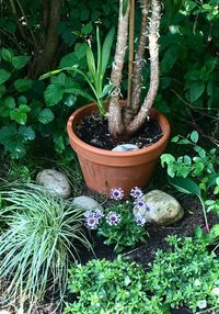 High angle view of potted plants in garden