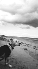 View of a dog on beach