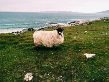 Sheep standing on grass by sea against sky