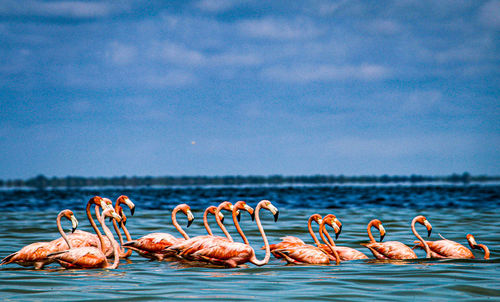 View of birds in sea against sky