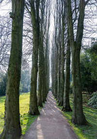 Road amidst trees in park