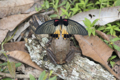 High angle view of butterfly on wood