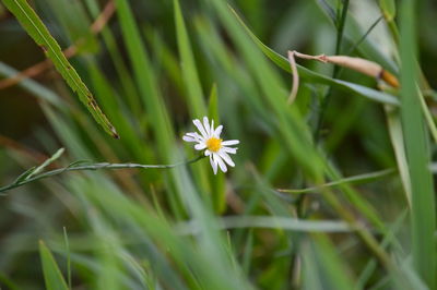 Close-up of yellow flowers blooming in field