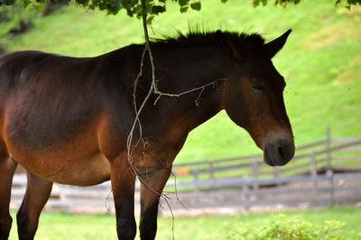 Horse standing in ranch