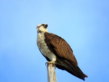 Low angle view of owl perching against clear blue sky