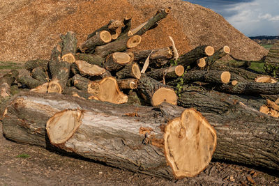 Stack of logs on field