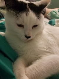 Close-up portrait of cat relaxing at home