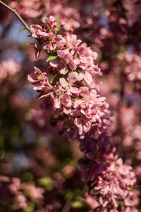 Close-up of pink cherry blossoms in spring